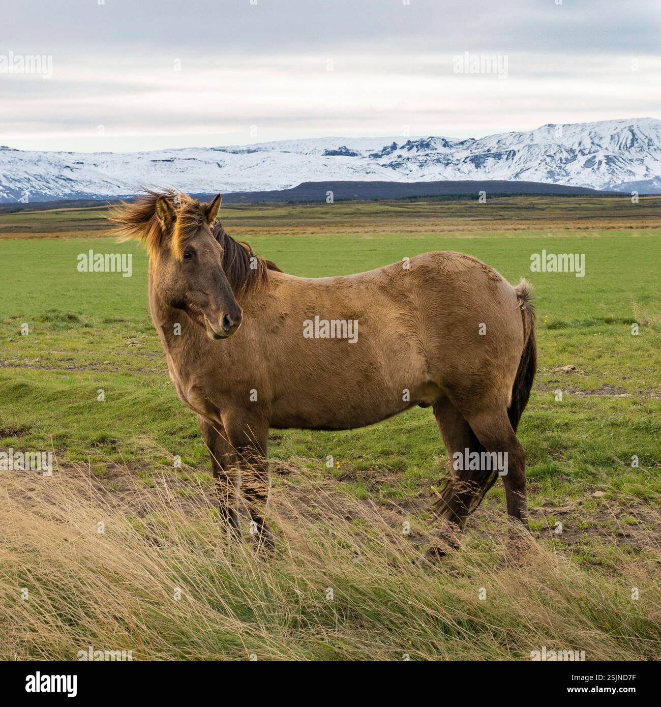 Icelandic horse standing in a pasture in Iceland Stock Photo - Alamy