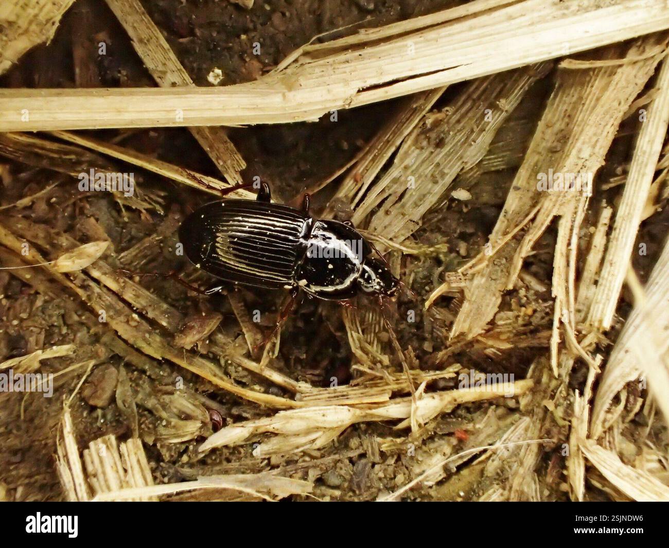 (Pterostichus kajimurai), Insecta, Japan, カジムラヒメナガゴミムシ Pterostichus ...