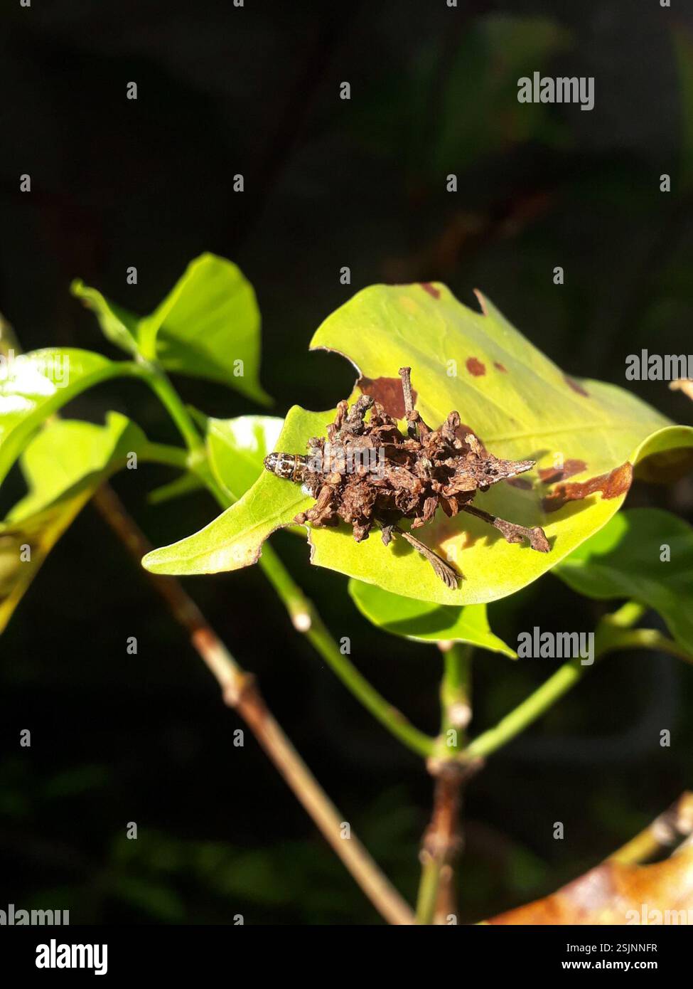 Lufar Insect Argentine Bagworm (Oiketicus kirbyi), Insecta, Prado, Nova Friburgo ...