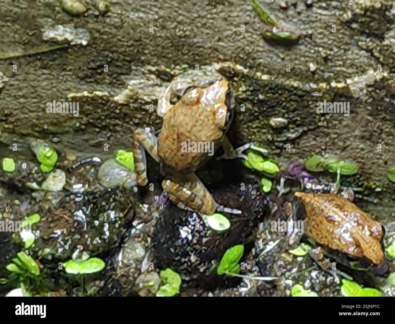 Ornate Burrowing Frog (Platyplectrum ornatum), Amphibia, Bouldercombe ...