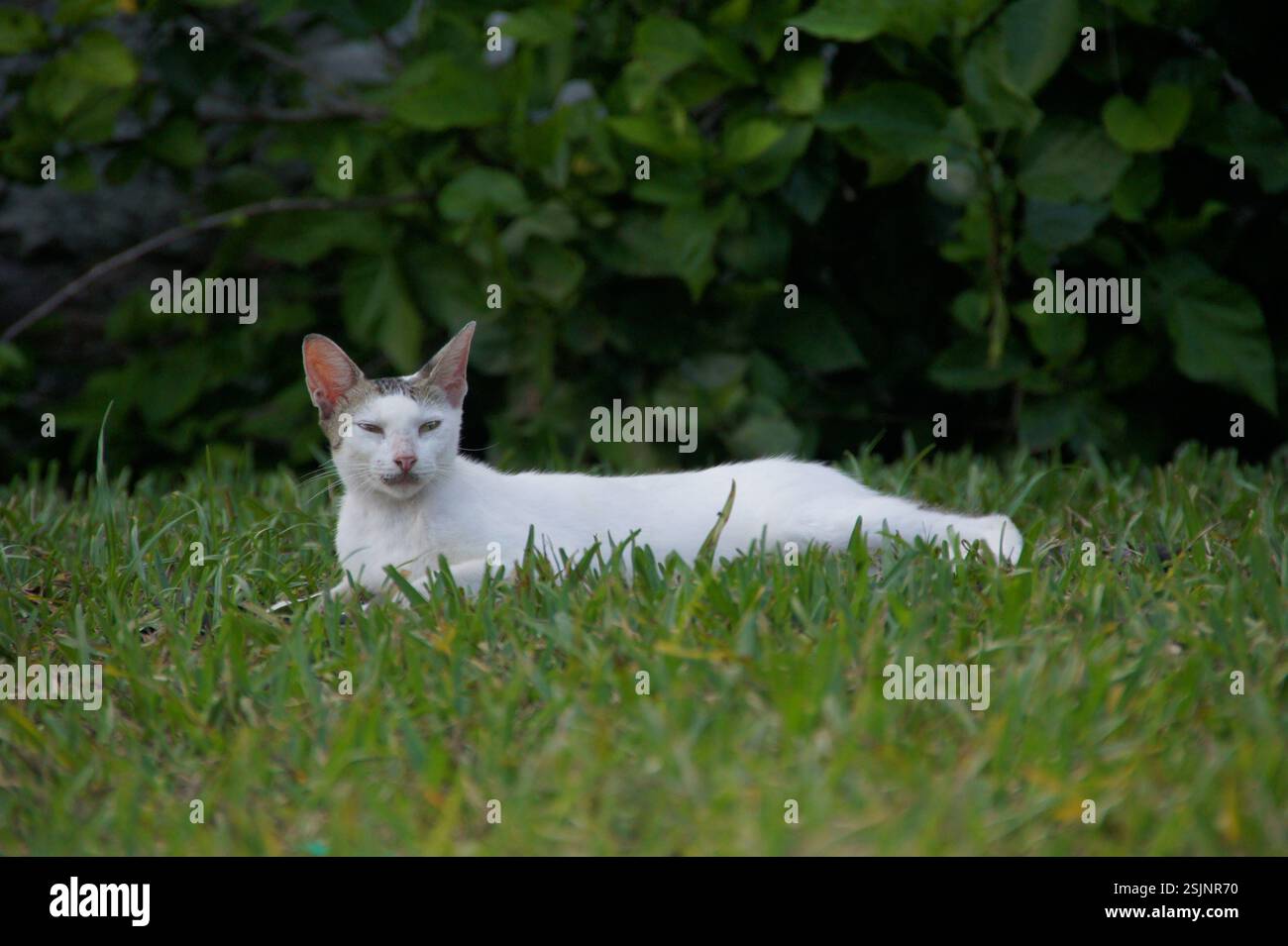White cat relaxing in the grass in the Bahamas. The cat seems content and peaceful, perhaps dreaming of chasing butterflies or birds. This photo symbo Stock Photo