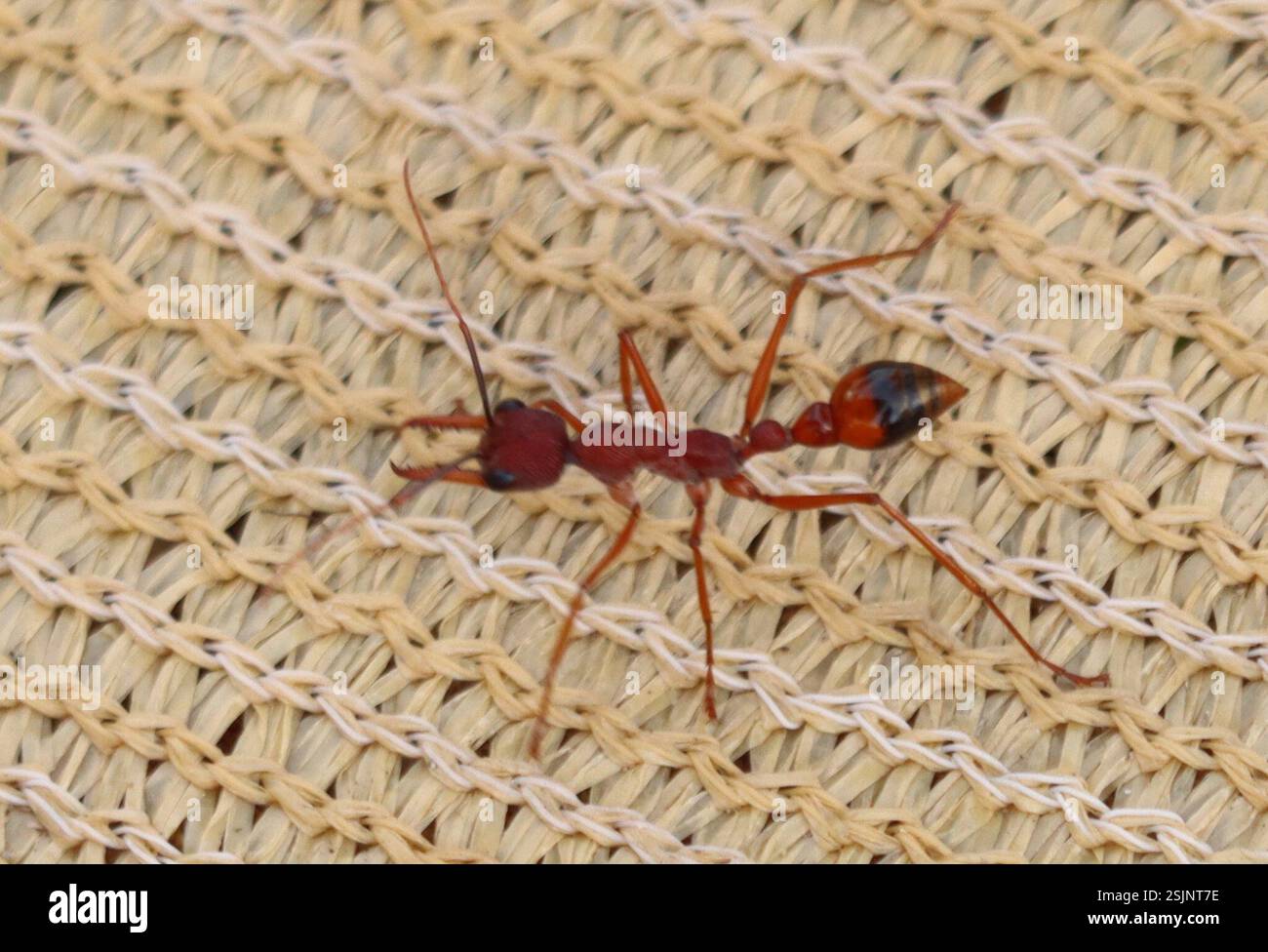 Black-scaped Bull ant (Myrmecia nigriscapa), Insecta, Main Rd, Tidal ...