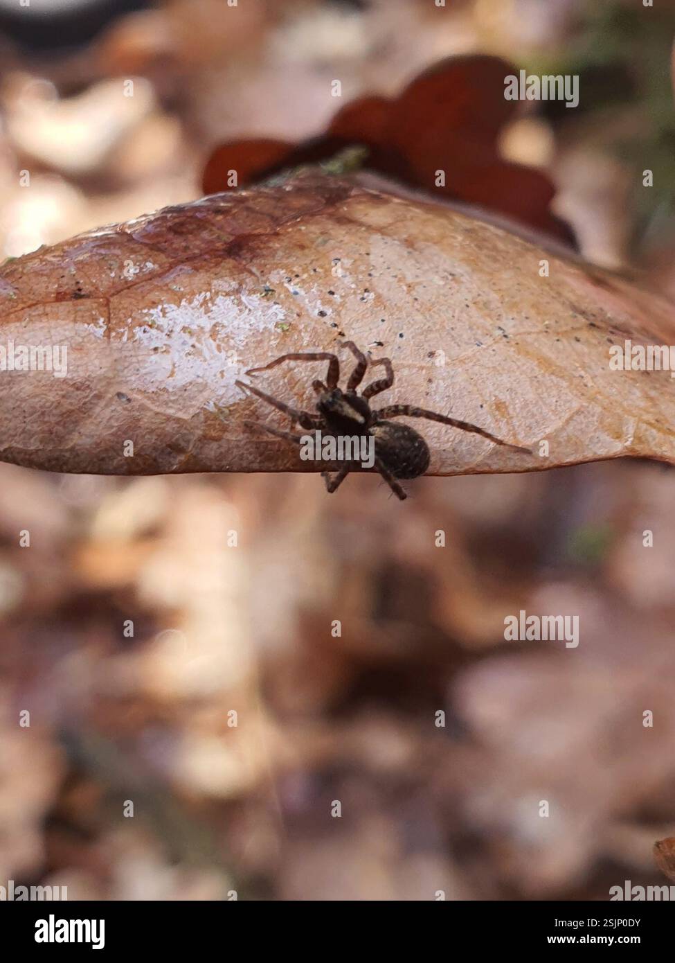 Common Forest Wolf Spider Complex (Pardosa lugubris), Arachnida