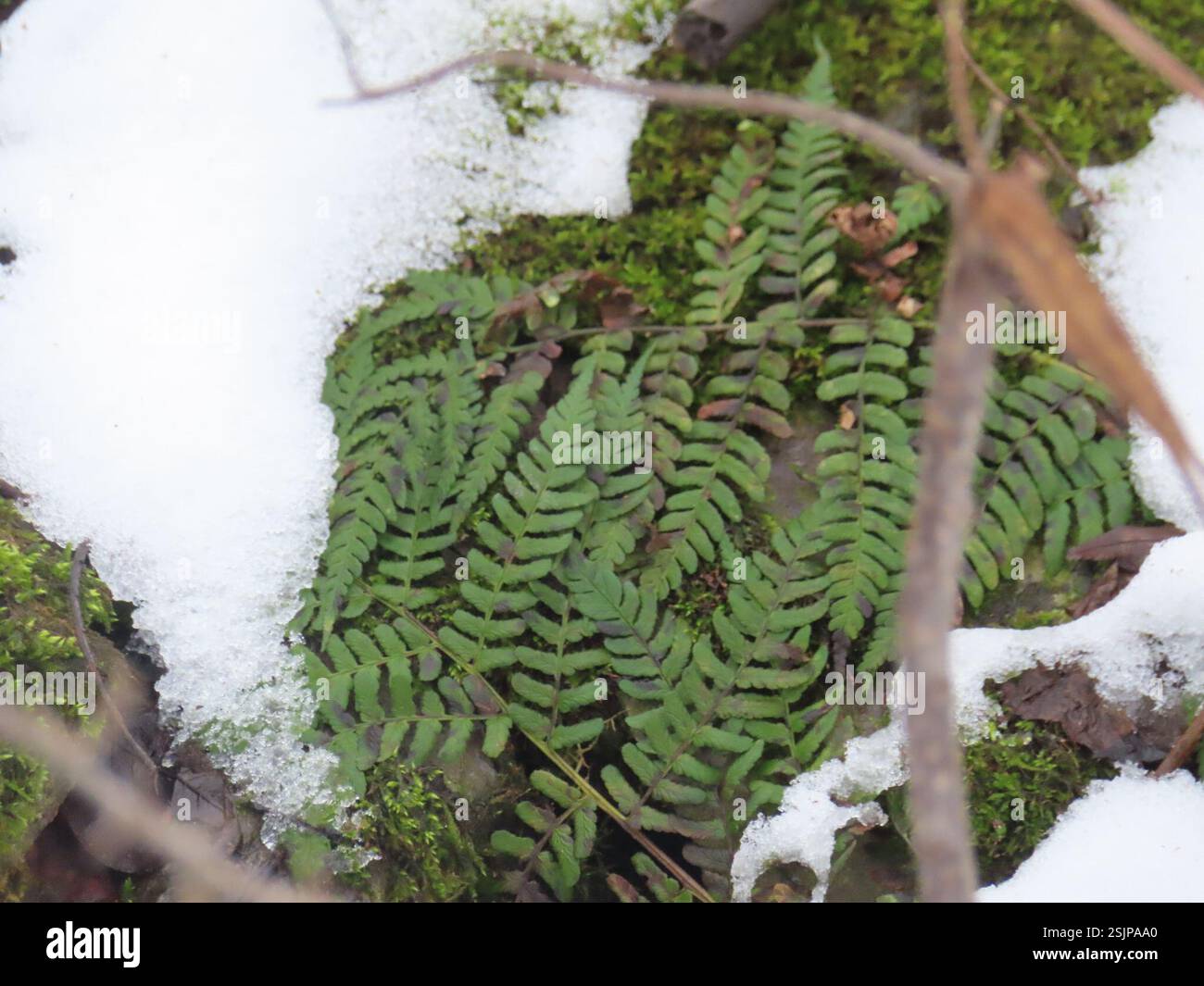 marginal wood fern (Dryopteris marginalis), Plantae, Devil's Lake State ...