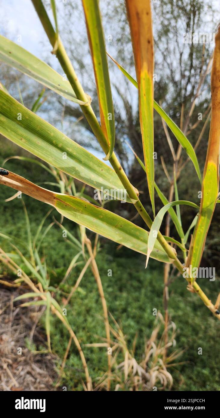 Giant Reed Stock Fodder giant reed (Arundo donax), Plantae, Loreto, MX-BS, MX Stock Photo - Alamy