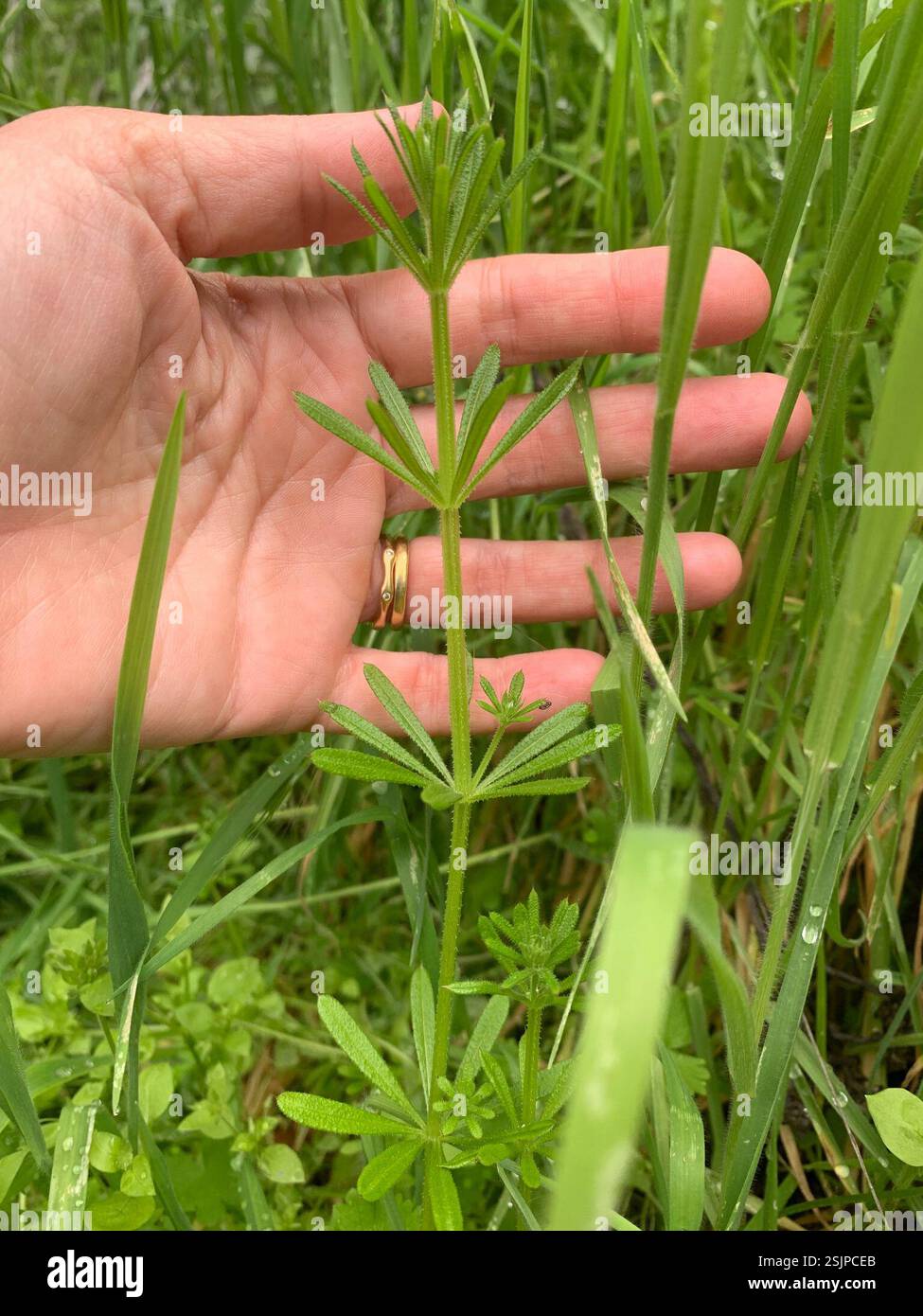 catchweed bedstraw (Galium aparine), Plantae, Feliz Dr, Oak View, CA ...