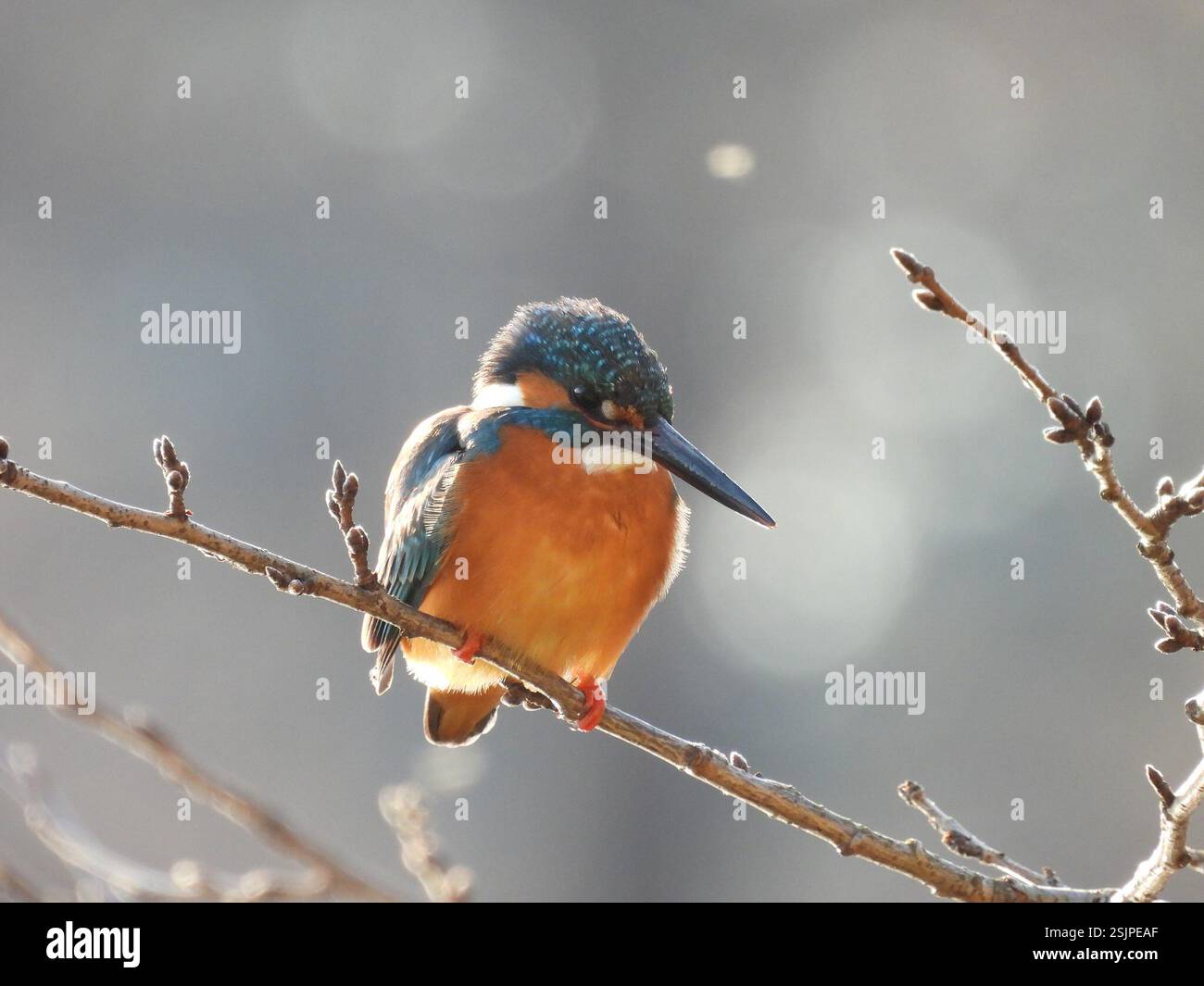 Indian Common Kingfisher (Alcedo atthis bengalensis), Aves, Japan Stock ...