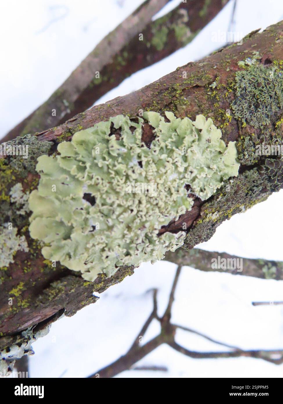 Powder-edged Speckled Greenshield (Flavopunctelia soredica), Fungi ...