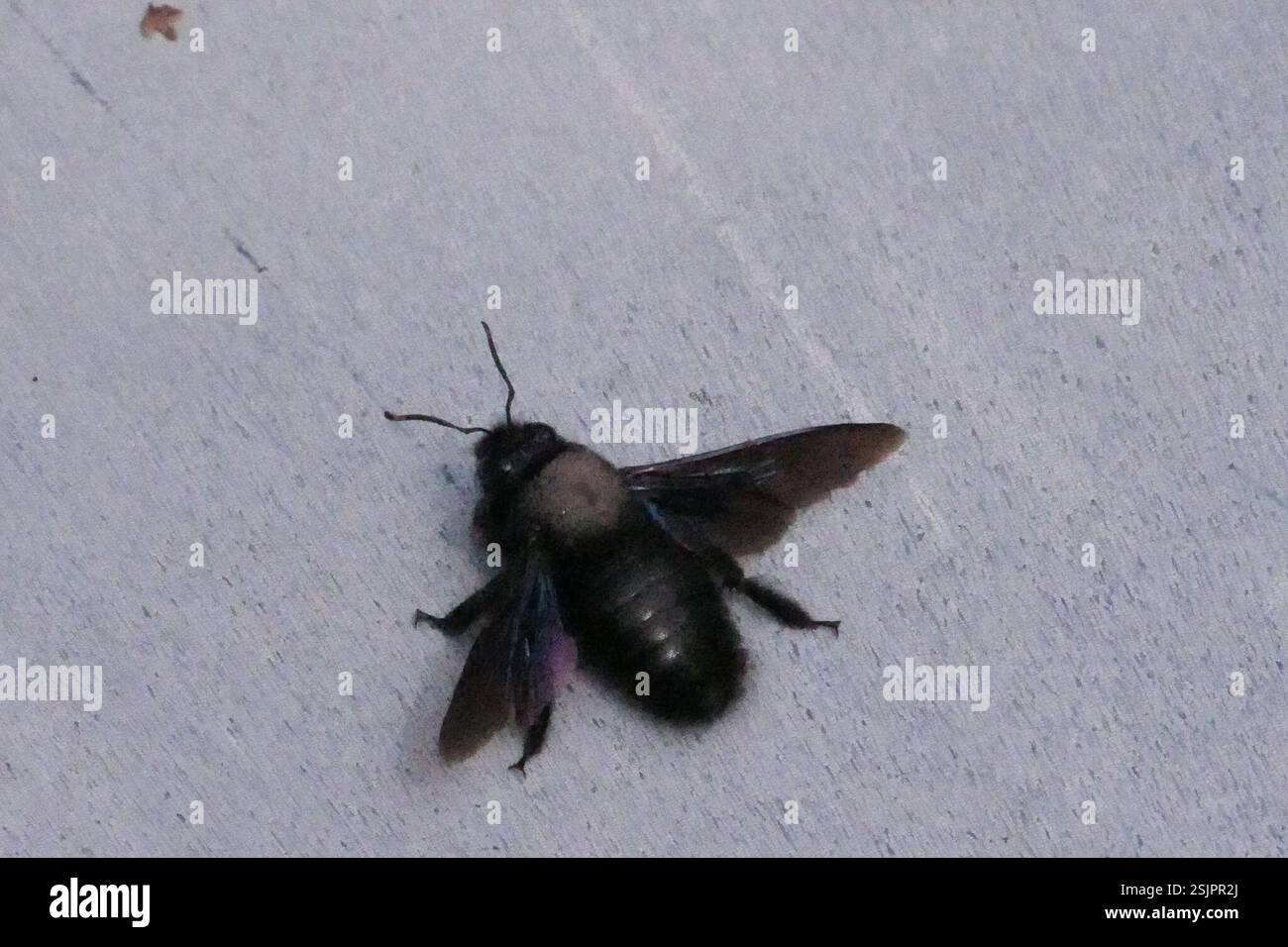 Violet Insect Violet Carpenter Bee (Xylocopa violacea), Insecta, Michael-Wolgemut ...