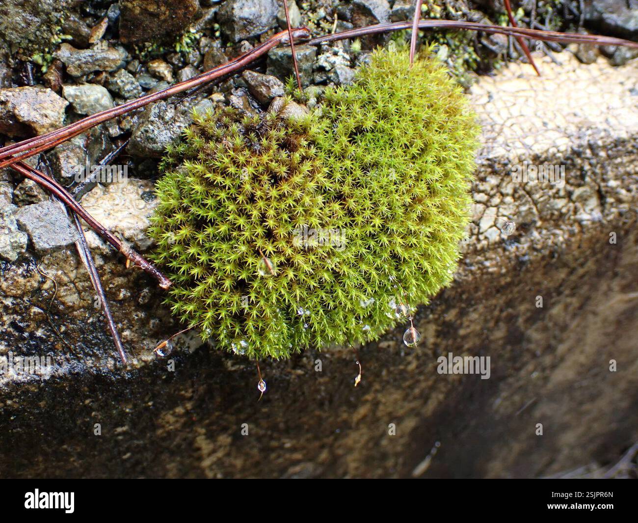 mosses (Bryophyta), Plantae, Bayyo, Bontoc, Mountain Province ...