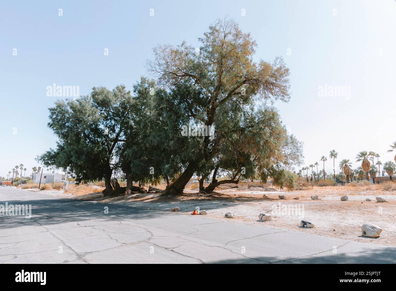 Desert chaparral in Palm Springs, California. Stock Photo