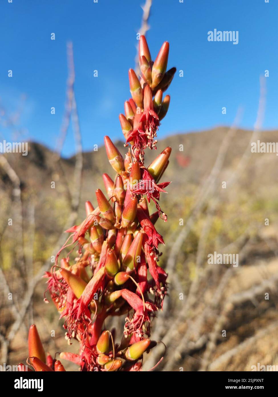 Adam's tree (Fouquieria diguetii), Plantae, Los Cabos, MX-BS, MX Stock ...