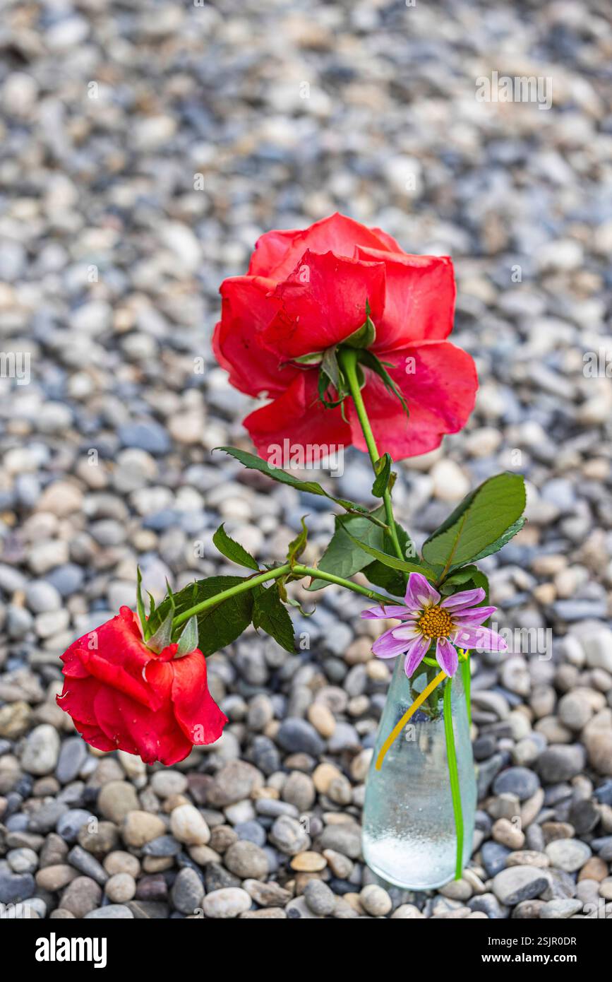 Two roses in a simple glass vase Stock Photo - Alamy