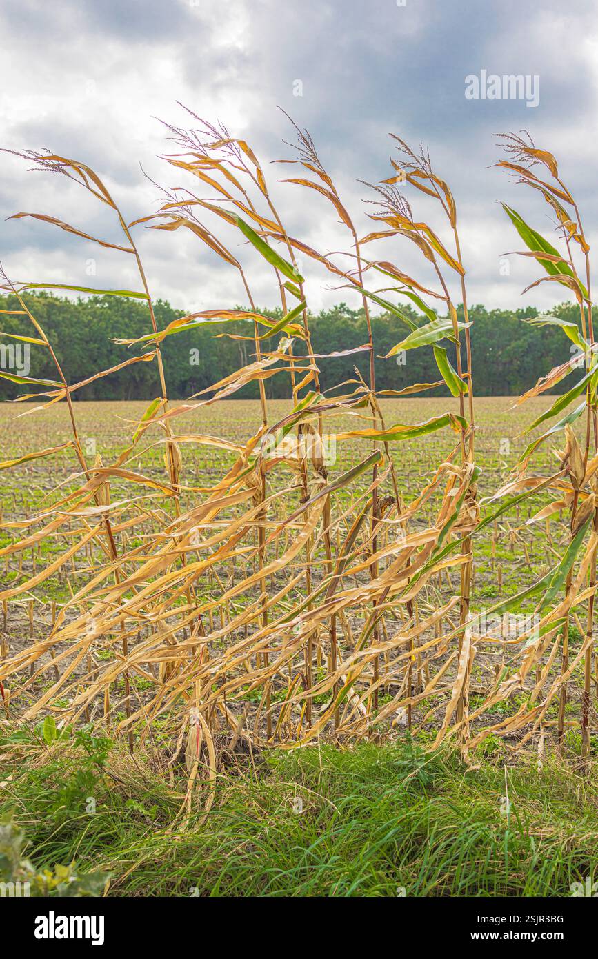 The remains of a maize field after the harvest Stock Photo - Alamy