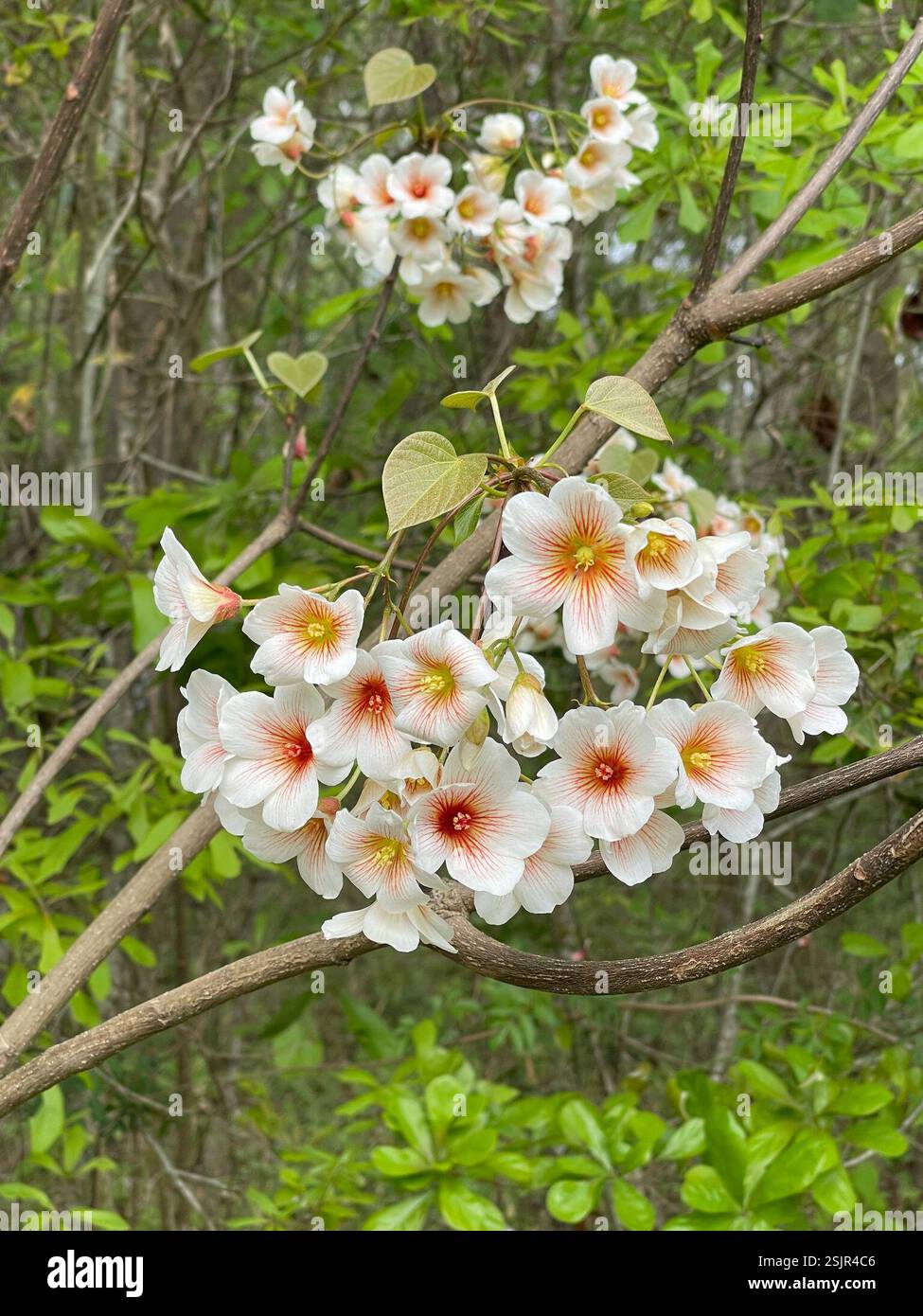 tung oil tree (Vernicia fordii), Plantae, Leon County, FL, USA Stock ...
