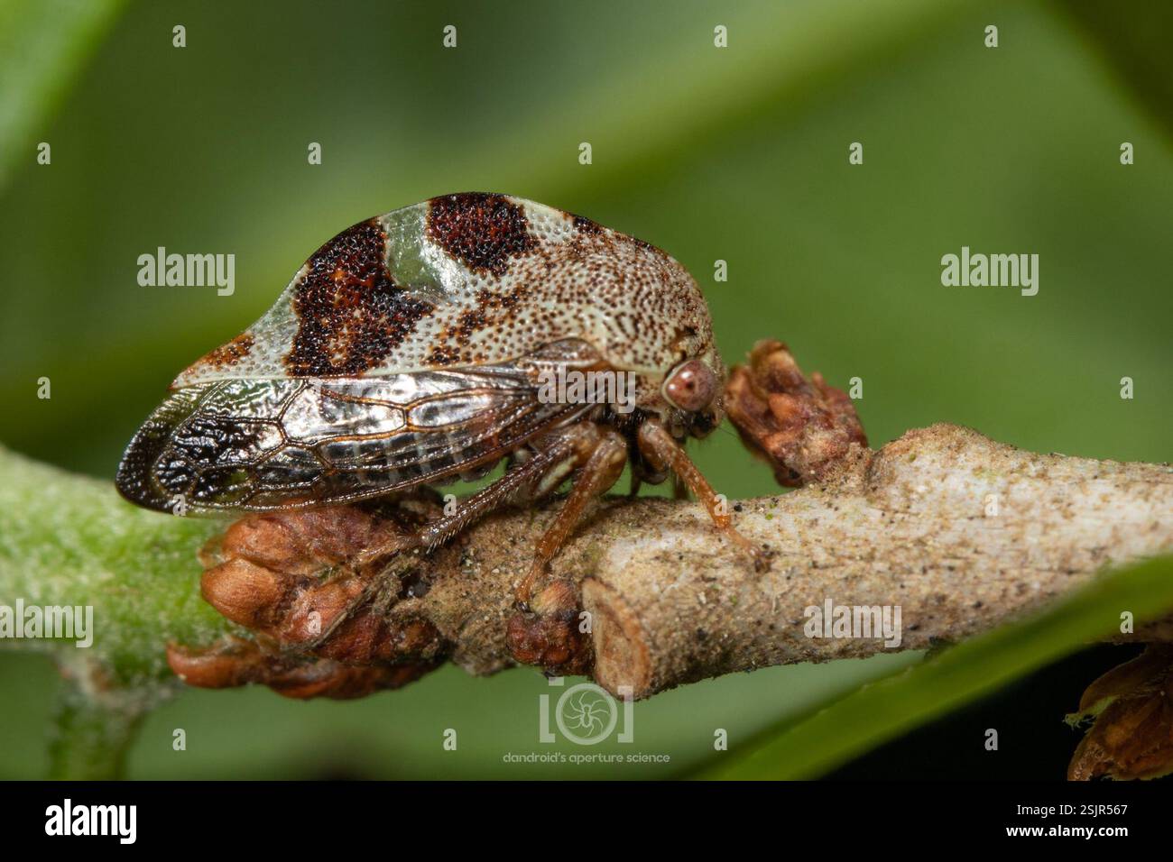 (Cyrtolobus tuberosus), Insecta, Chimney Lakes, Jacksonville, FL, USA ...