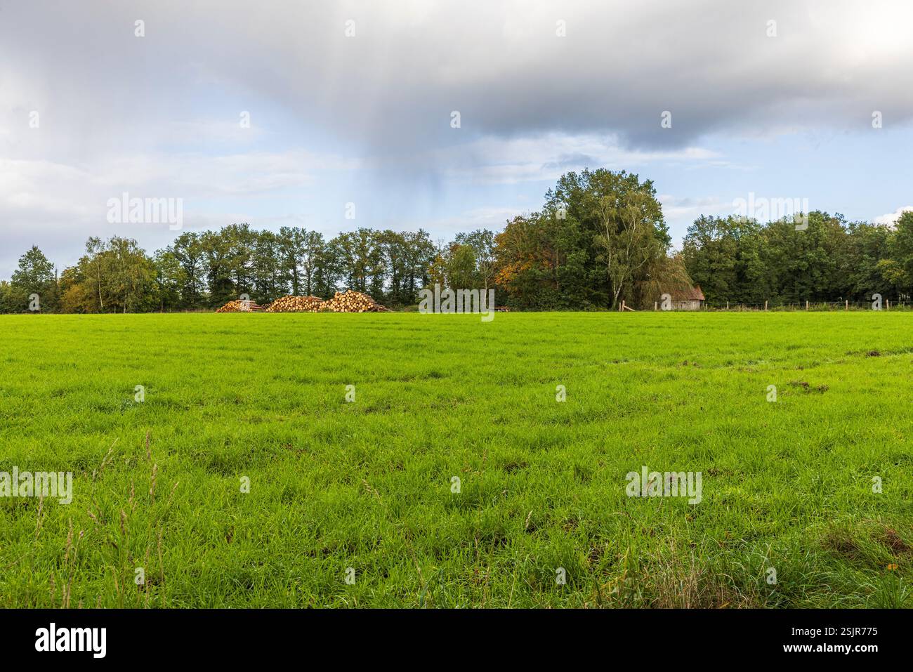 Meadow, trees, rural area Stock Photo