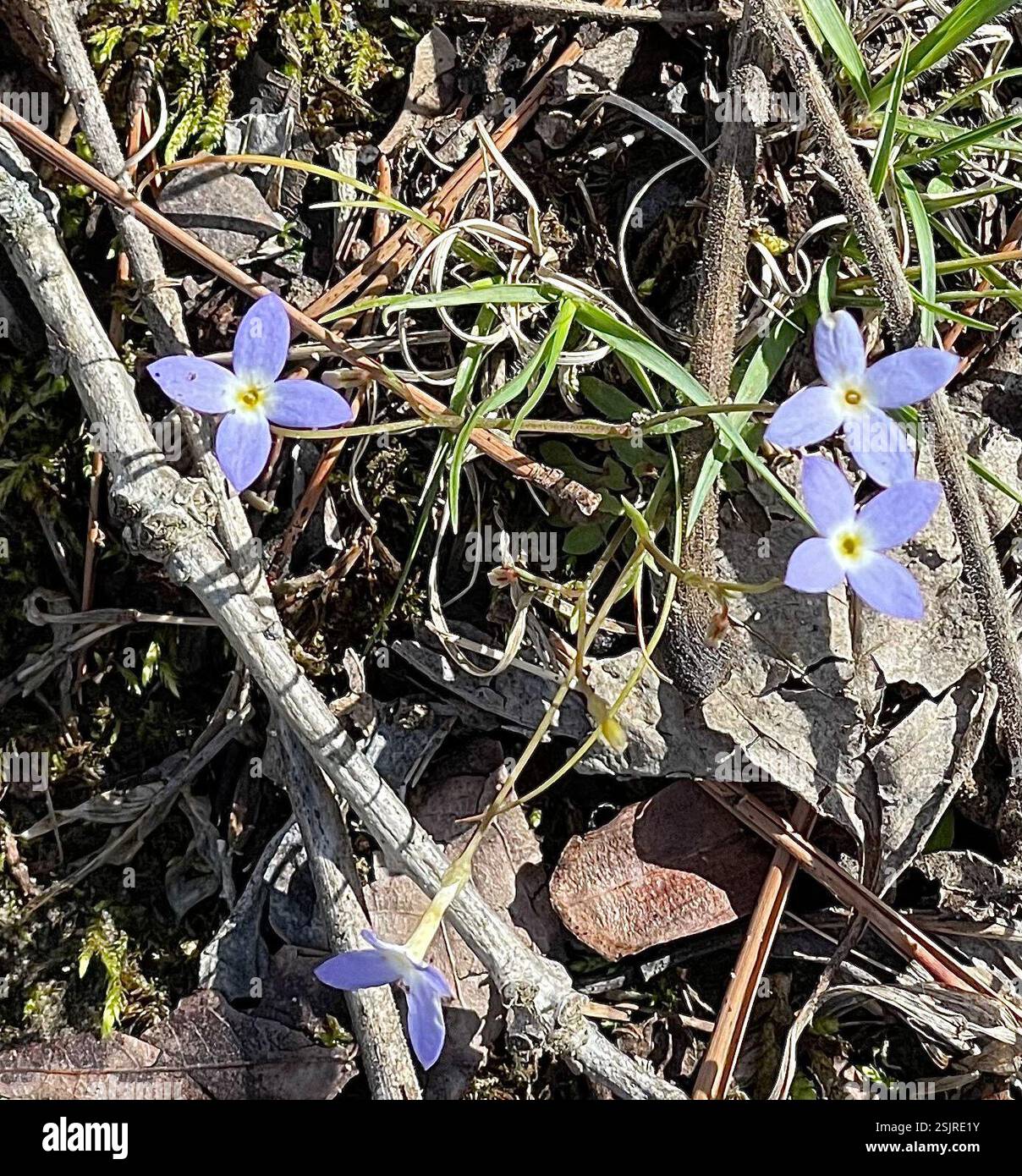 azure bluet (Houstonia caerulea), Plantae, Daniel Boone National Forest ...