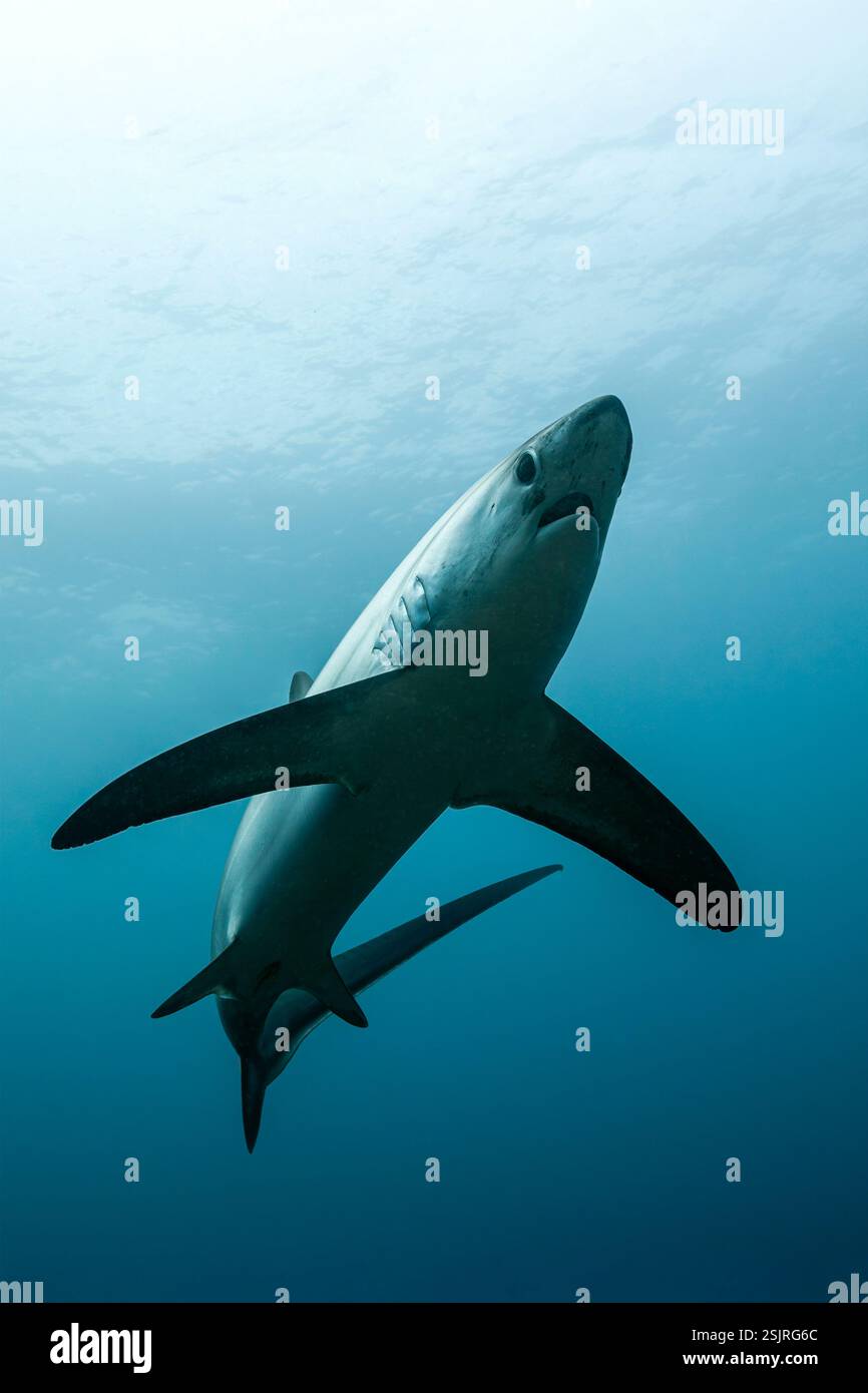 Pelagic Thresher Shark, Alopias pelagicus, Malalpascua Island, Cebu, Philippines Stock Photo