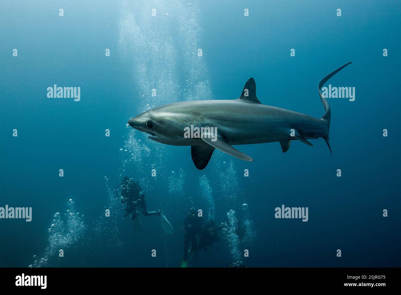 Pelagic Thresher Shark, Alopias pelagicus, Malalpascua Island, Cebu, Philippines Stock Photo