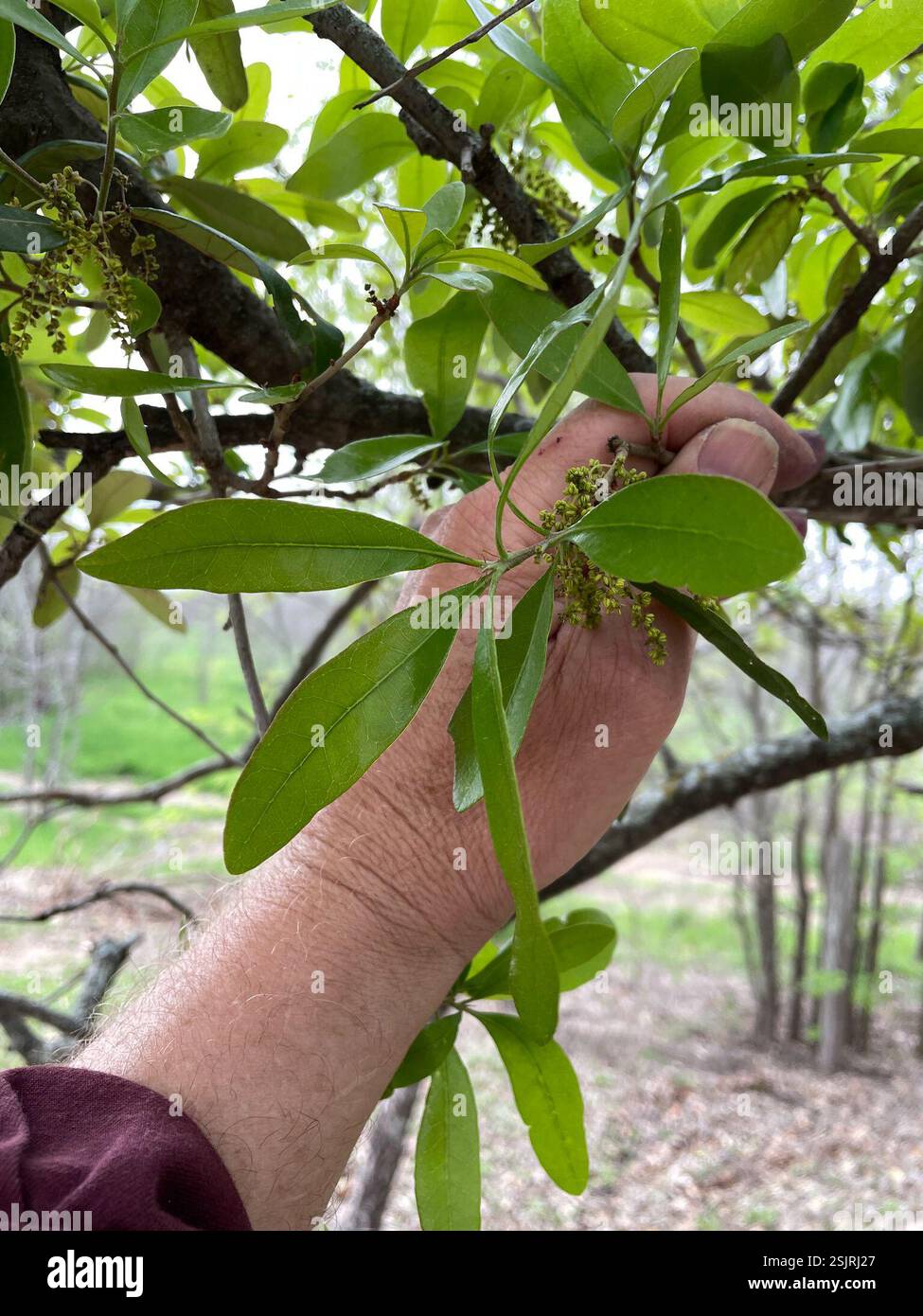 southern live oak (Quercus virginiana), Plantae, Lightner Ln, Temple ...