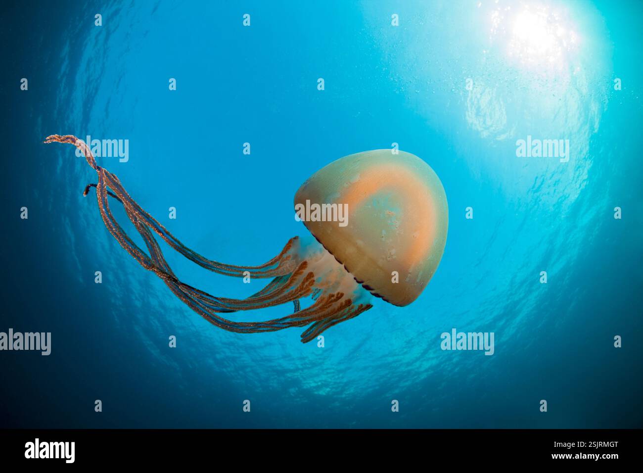 True jellyfish, Scyphozoa sp., Raja Ampat, West Papua, Indonesia Stock Photo