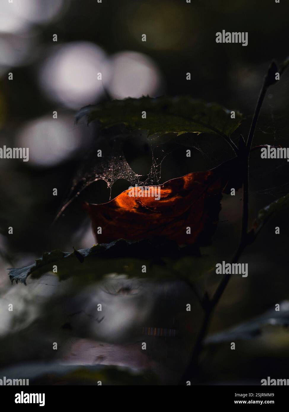 A ray of sunlight lights up a spider's web and a reddish leaf, close-up in the forest Stock Photo