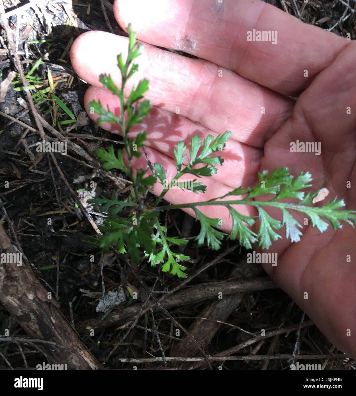 celery pine (Phyllocladus trichomanoides), Plantae, TRMAN2 Tanekaha ...
