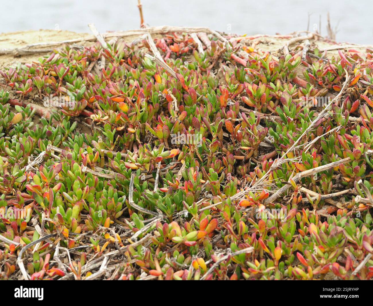 Sea Purslane Sesuvium Portulacastrum Plantae Stock Photo Alamy sea-purslane-sesuvium-portulacastrum-plantae-stock-photo-alamy