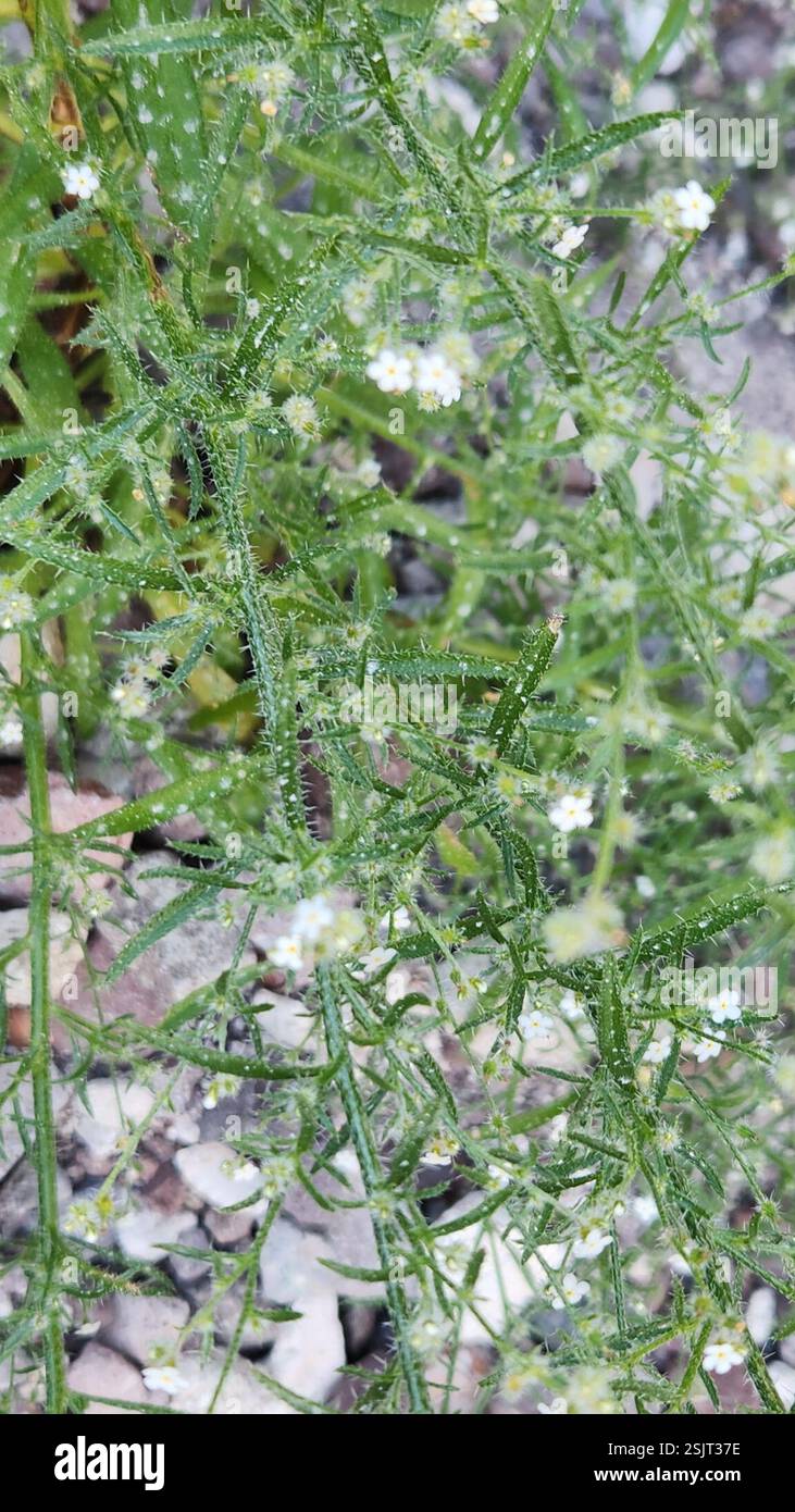 Guadalupe cryptantha (Cryptantha maritima), Plantae, Bahía de Loreto ...