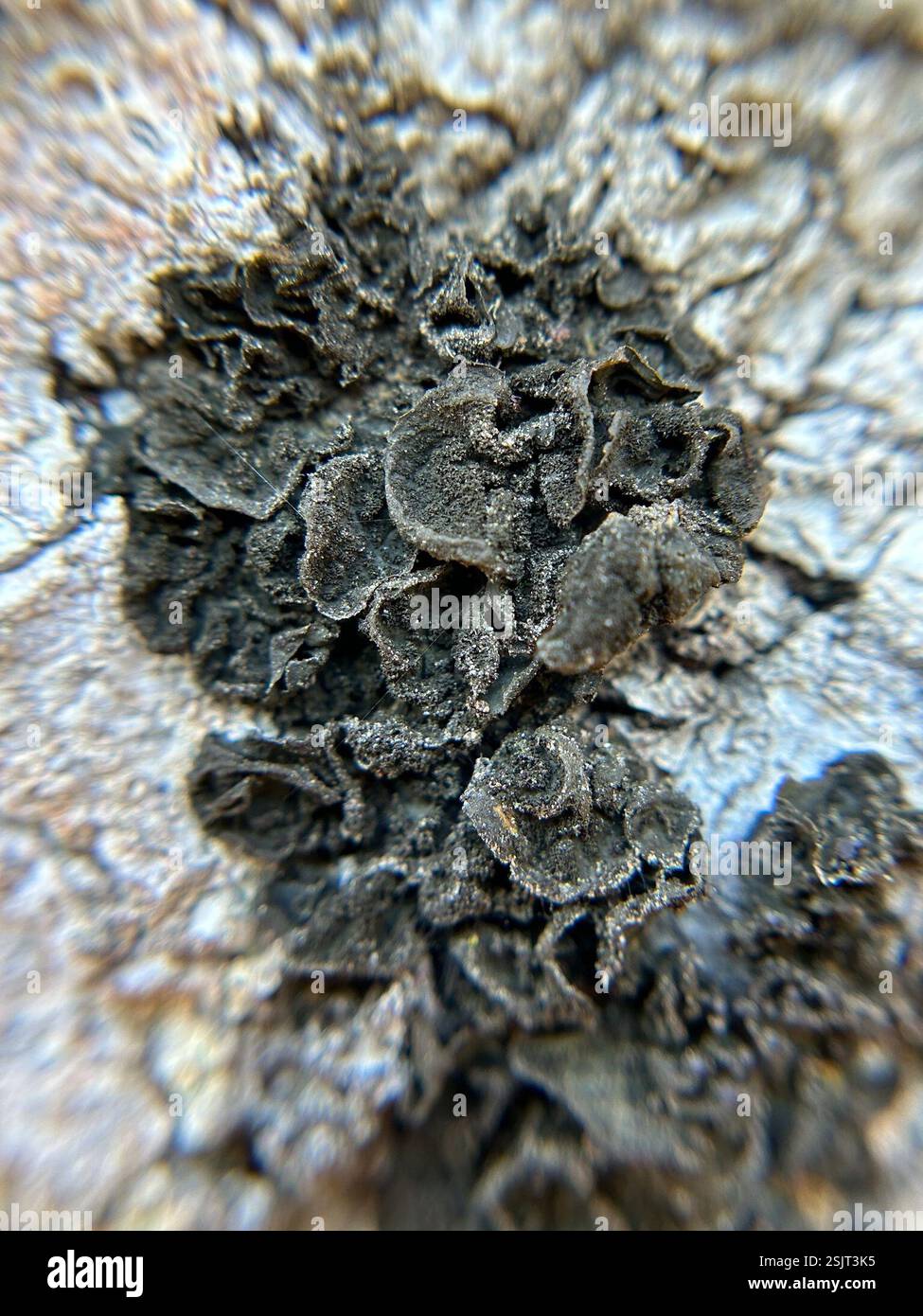 Effervescent Tarpaper Lichen (Collema furfuraceum), Fungi, Los Osos ...