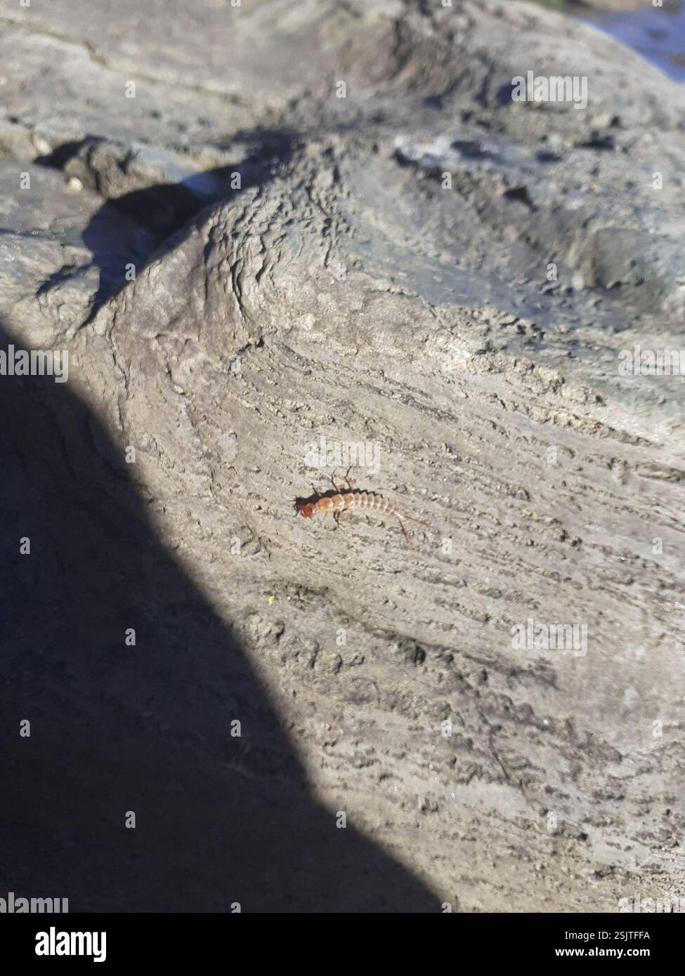 Austrian Insects Winged and Once-winged Insects (Pterygota), Insecta, Lend, Graz ...