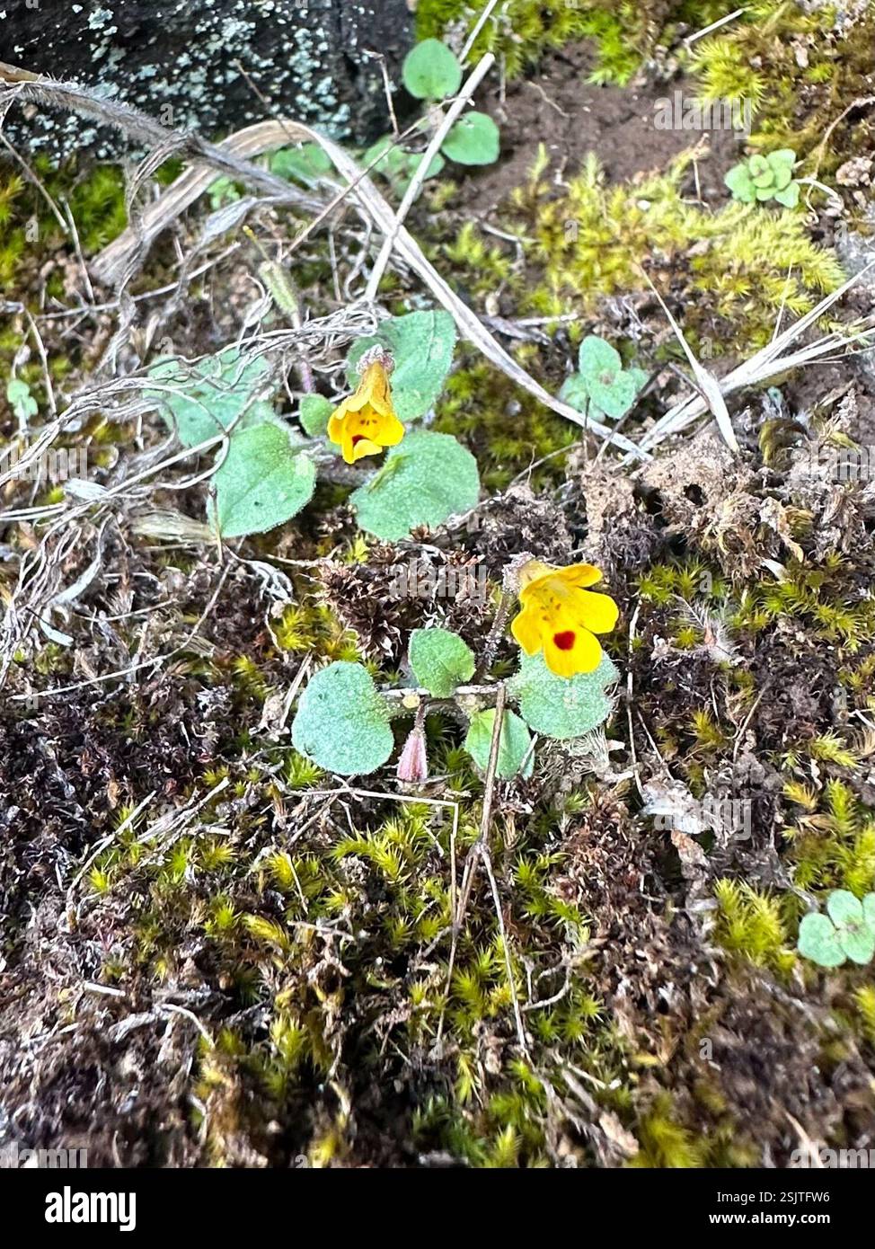 White Wingstem wingstem monkeyflower (Erythranthe alsinoides), Plantae, Columbia River ...