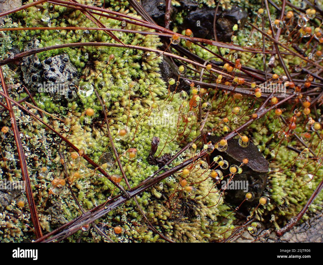 mosses (Bryophyta), Plantae, Bayyo, Bontoc, Mountain Province ...