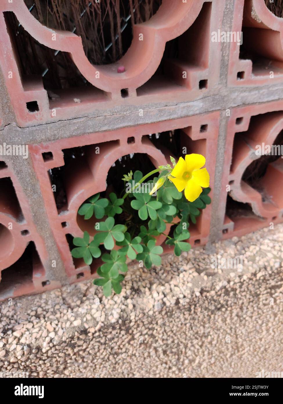 Bermuda buttercup (Oxalis pes-caprae), Plantae, Rogelio Oliva - Hotel Guadalmar, 29004, Málaga, Spain Stock Photo