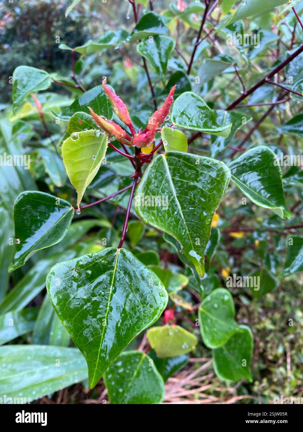 dicots (Magnoliopsida), Plantae, Hungduan, PH-IF, PH Stock Photo - Alamy