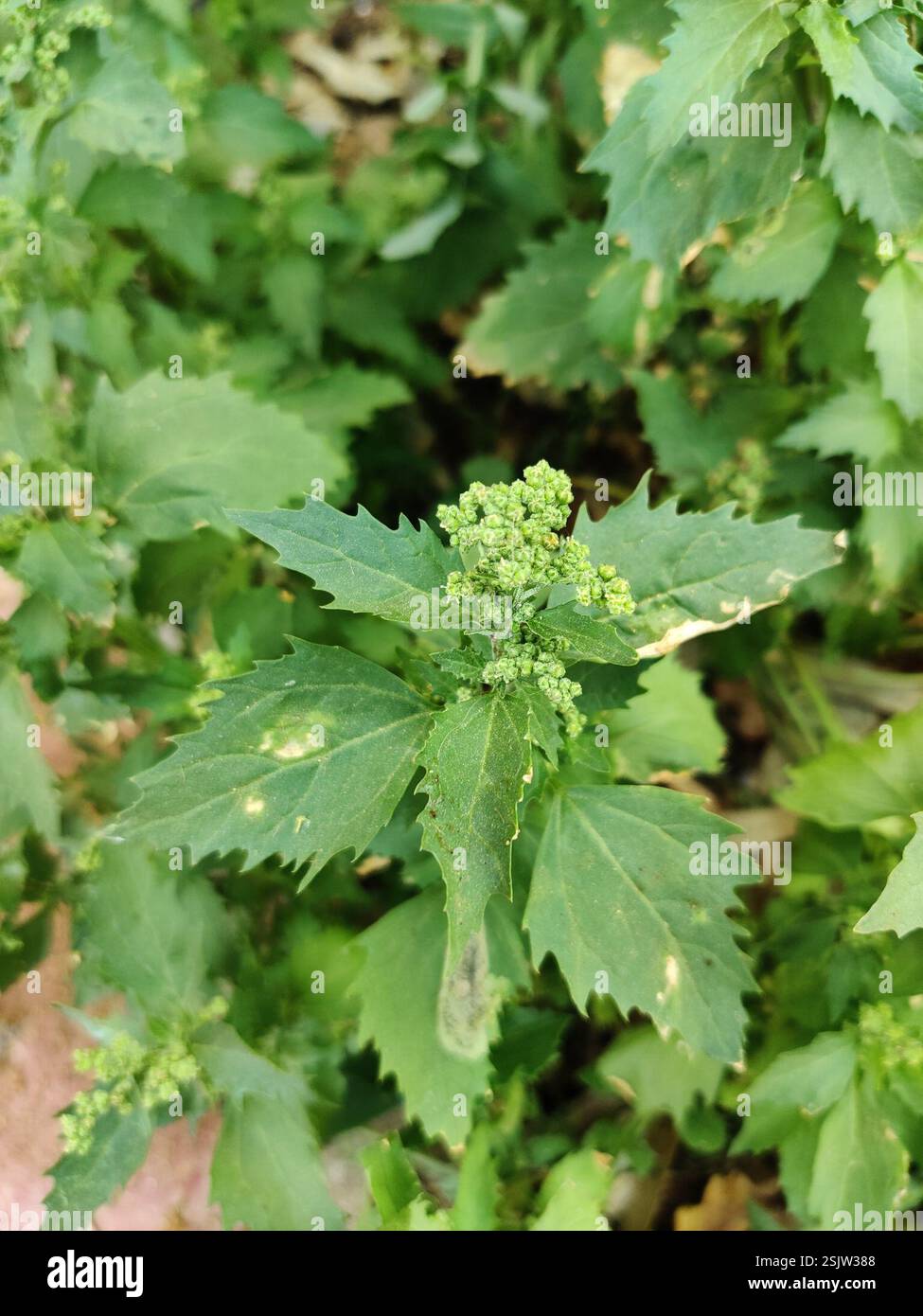 maple and nettle-leaved goosefoots (Chenopodiastrum), Plantae, Rogelio Oliva-C/ Wilkinson, 29004, Málaga, Spain Stock Photo