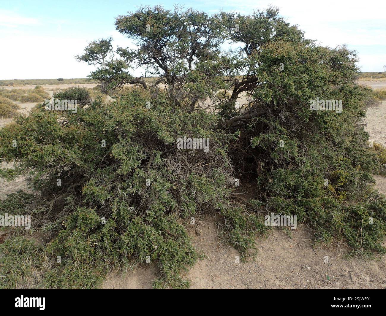 Condalia (Condalia microphylla), Plantae, Biedma Department, Chubut Province ...