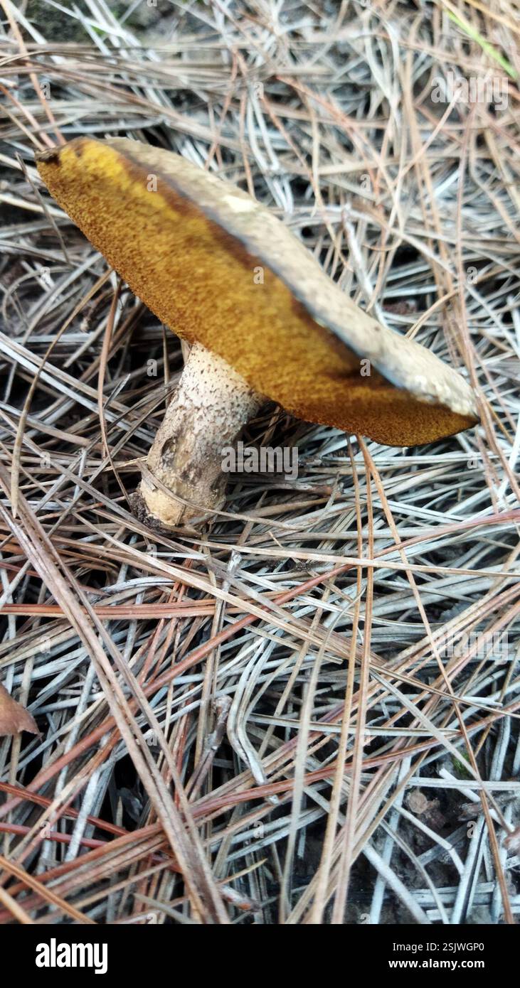 Sticky jacks hi-res stock photography and images - Alamy