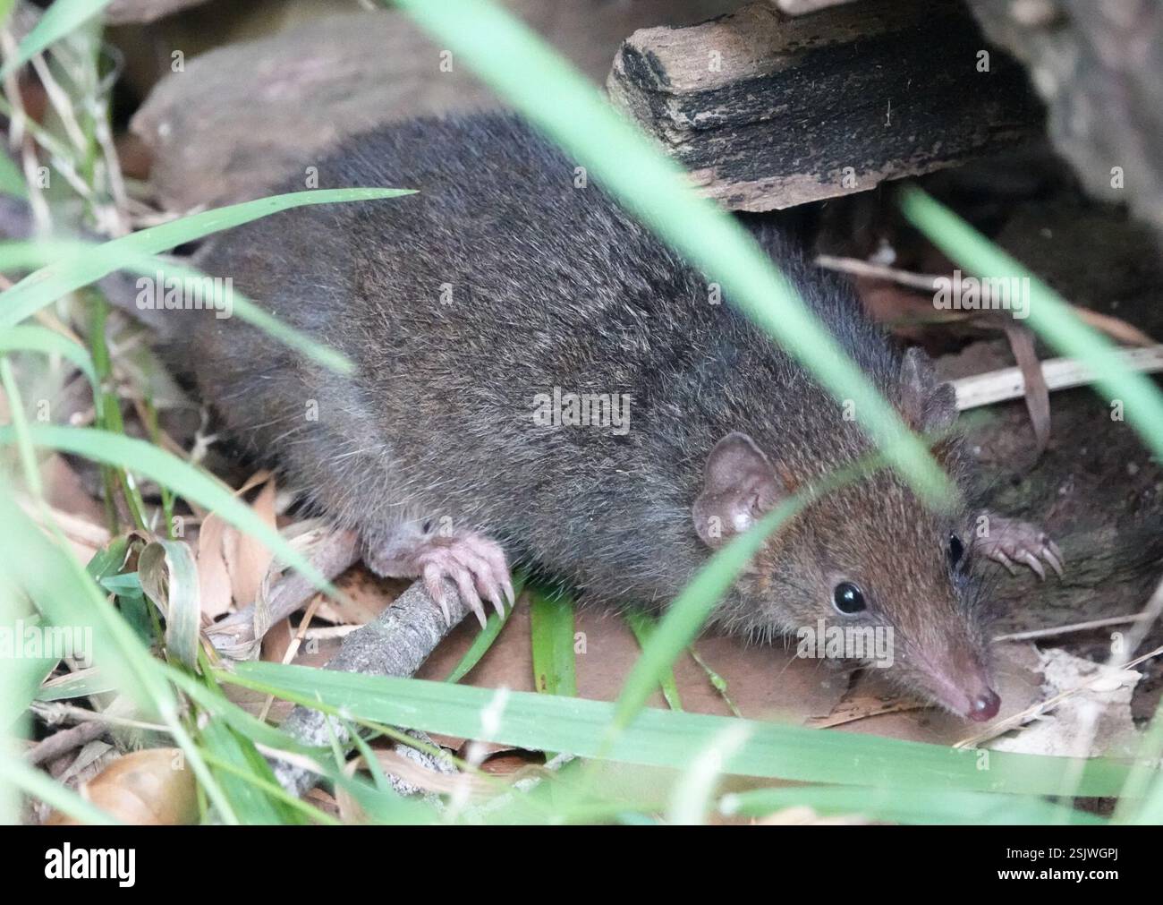 Dusky Ant Dusky antechinus hi-res stock photography and images - Alamy