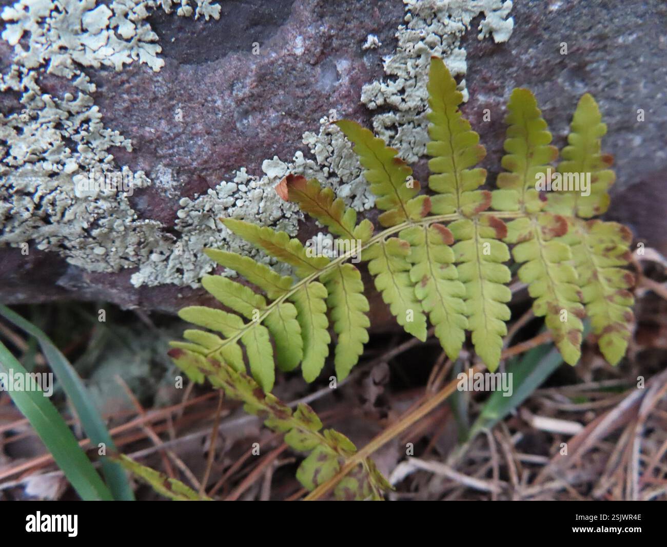 marginal wood fern (Dryopteris marginalis), Plantae, Devil's Lake State ...