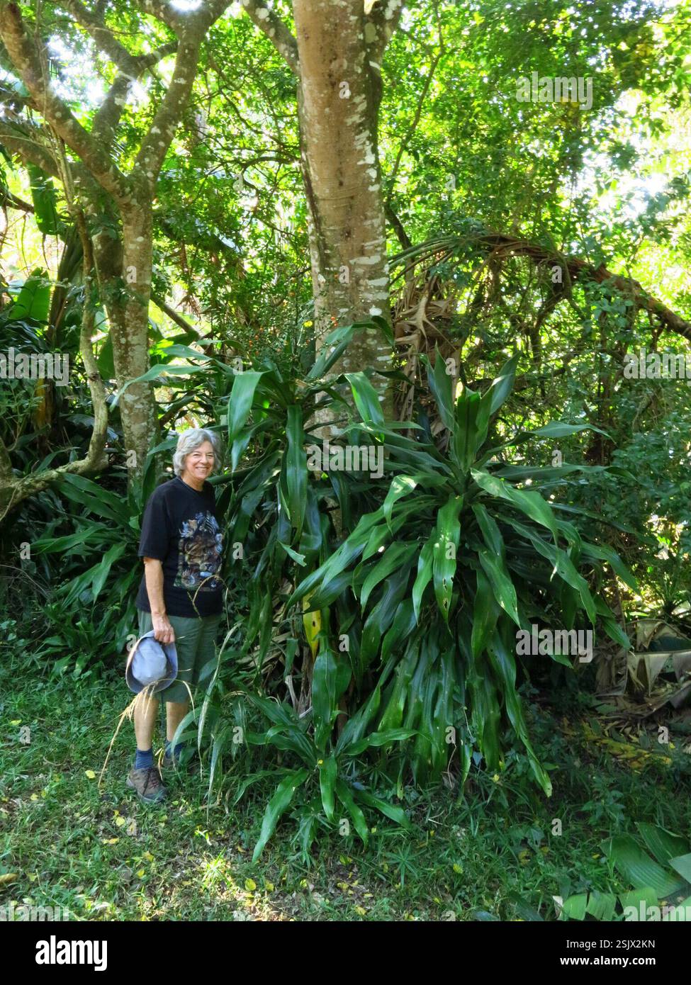 efeu zaun kaufen Efeu & Efeuhecke Sichtschutz, Efeu Element & Efeu Zaun kaufen, 180 cm Höhe,  Bis zu 30% Sparen – Efeuria, die Gartenhecken aus Efeu main image 1