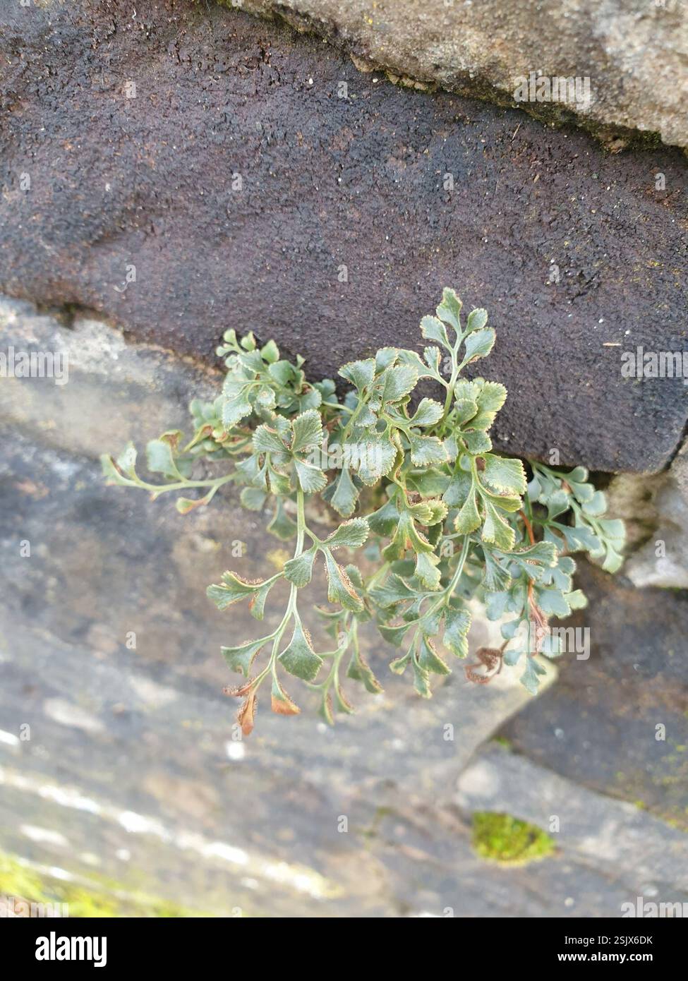 wall-rue (Asplenium ruta-muraria), Plantae, Dumfries, UK Stock Photo ...