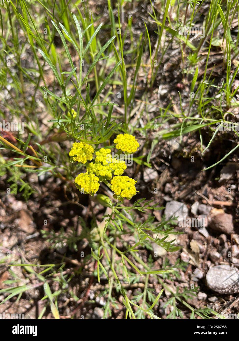 Biscuitroot Biscuitroots (Lomatium), Plantae, San Benito County, CA, USA Stock ...