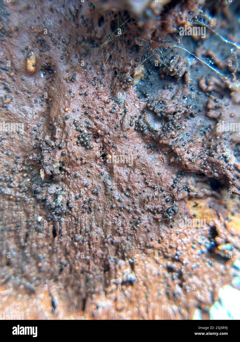 Fym Well Rotted shelf fungi (Polyporales), Fungi, Los Osos Oaks State Natural Reserve ...