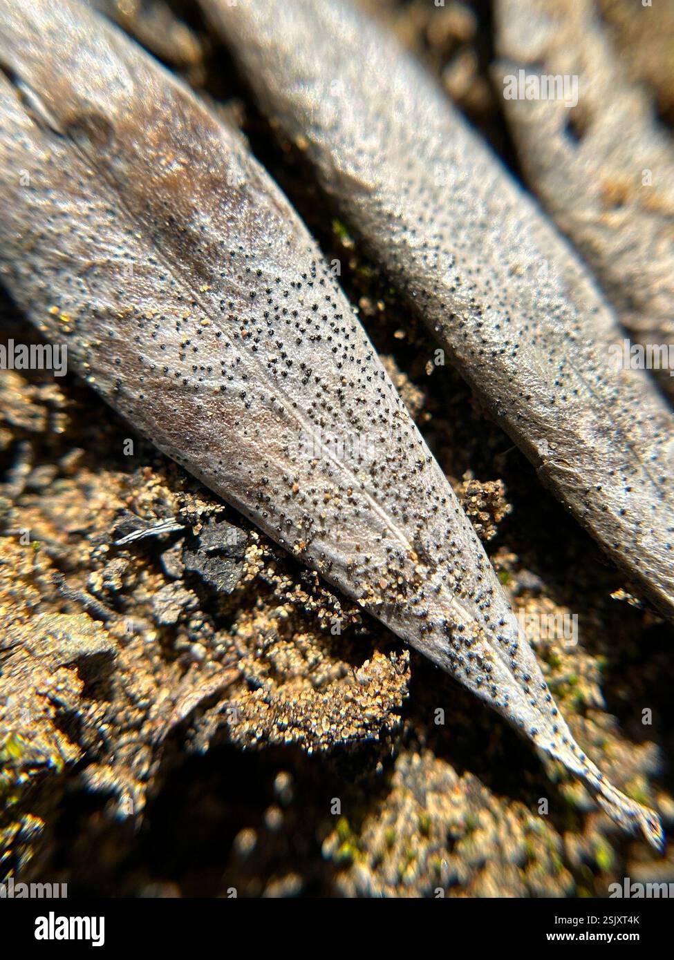 olive leaf spot (Dothiora oleae), Fungi, Valley View Dr, Los Osos, CA ...