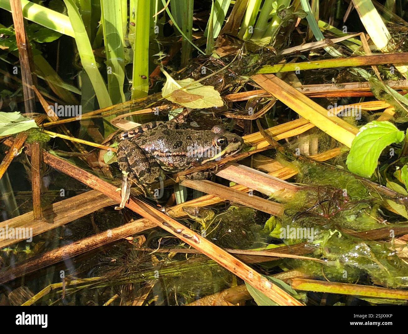 Marsh Frog (Pelophylax ridibundus), Amphibia, Queen Elizabeth Walk ...