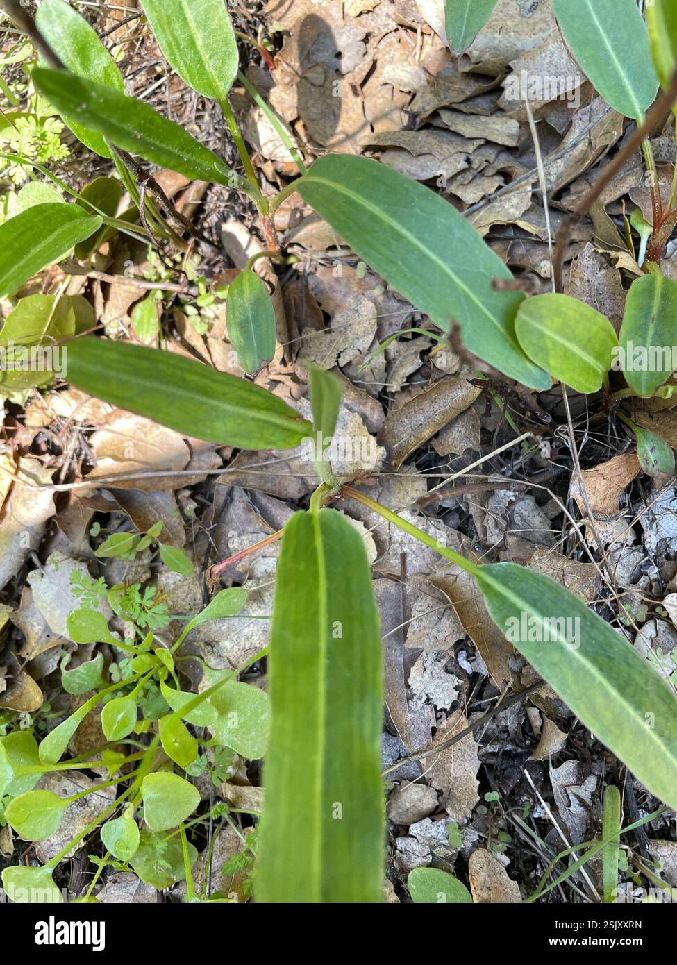 dicots (Magnoliopsida), Plantae, San Benito County, CA, USA Stock Photo ...