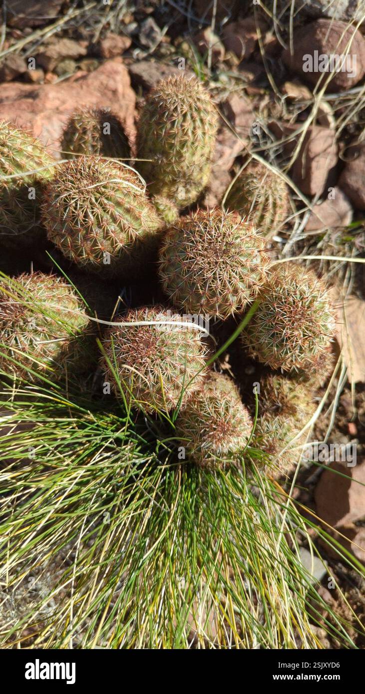 Echinocereus bonkerae hi-res stock photography and images - Alamy