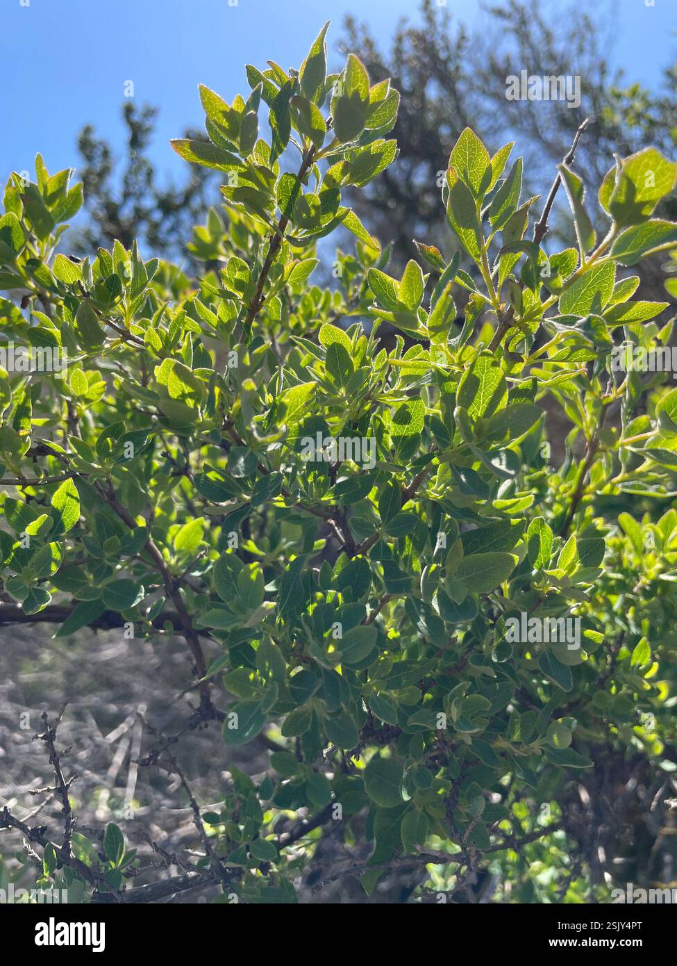 dicots (Magnoliopsida), Plantae, Pinnacles National Park, San Benito ...